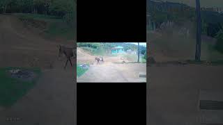 donkey speed🤣😂😂🤣🤣 jamaicans viral [upl. by Ramel]