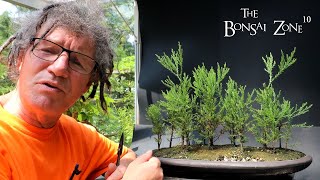 Pruning My Giant Sequoia Forest The Bonsai Zone July 2023 [upl. by Schriever]