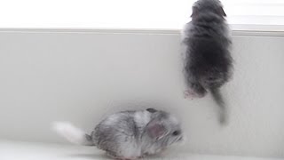 Baby Jumping Chinchillas [upl. by Yrolam]