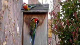 Eastern Rosella Family [upl. by Sucramat]