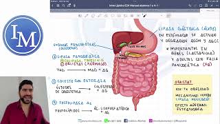 Bioquímica  Digestión y absorción de las grasas [upl. by Reni]