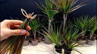 How to grow Dracaena plants from cuttings [upl. by Ydollem]