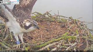 RUTLAND OSPREYS 1RO FLEDGES 03 JULY 24  080715 [upl. by Lytsyrk]