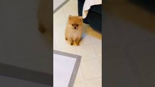 Pomeranian the perfect tiny companion PUPPY [upl. by Borg]