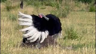 Savanna Ballet Ostrich Mating Dance [upl. by Edouard]