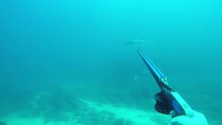 Spearfishing yellowtail at Skipskop Western Cape [upl. by Htaek]