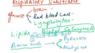 56005438 RESPIRATORY SUBSTRATE 6 [upl. by Aiceila]