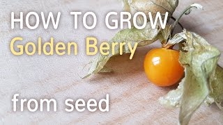 How To Grow Golden Berry From Seed  Starting Physalis Peruviana  27012017 [upl. by Ignacia]