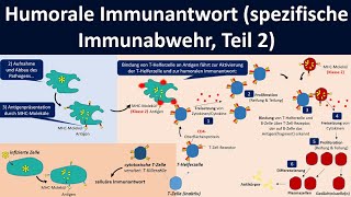 Humorale Immunantwort spezifische Immunabwehr Teil 2  Biologie Oberstufe [upl. by Lianna324]