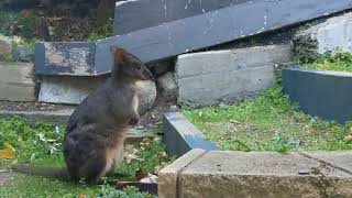 Tasmanian pademelon [upl. by Aisad618]