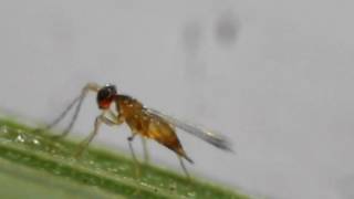 Eggparasitoid Anagrus Mymaridae  Oviposits in Cicada Eggs on Rice [upl. by Aromat919]