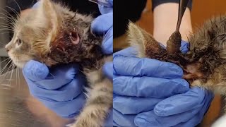 Large Cuterebra Removed From Little Kittens Head Part 31 [upl. by Avir]