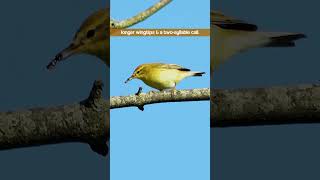 The Willow Warblers Twosyllable Call  Bird Sounds shorts [upl. by Ettelliw]