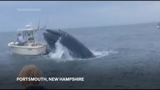 Whale surfaces capsizes fishing boat off New Hampshire coast [upl. by Bathsheeb]