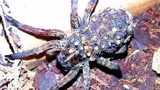 Wolf Spider With Hundreds of Babies Tigrosa grandis [upl. by Tobiah327]