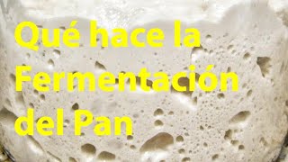 Efectos de la fermentacion del pan [upl. by Dawn]