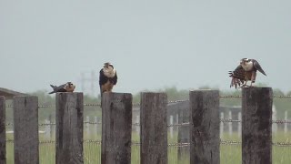 Aplomado Falcon family [upl. by Navap]