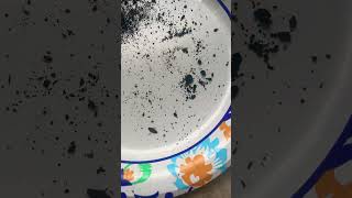 Quick and easy way to get springtails [upl. by Laddy728]