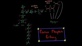 Pentose Phosphate Pathway EVERYTHING YOU NEED TO KNOW BIOCHEMISTRY MCAT [upl. by Cotter]