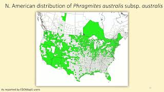 Invasive Plant Management on Rights of Way IVM for Phragmites [upl. by Blackstock840]