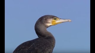 Les cormorans [upl. by Bernie]