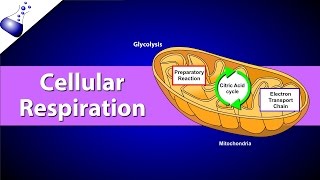 Cellular Respiration [upl. by Misab]