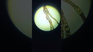 Spirogyra scalariform Conjugation 50x 100x 450x 1000x [upl. by Olympie]