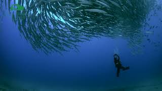 Barracudas in Maratua Island [upl. by Enar]