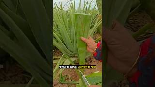 এতো এলোভেরা গুলো তুলে নিচ্ছে কেন 🤯 factory farming beautyproducts satisfyingvideos [upl. by Dyal]