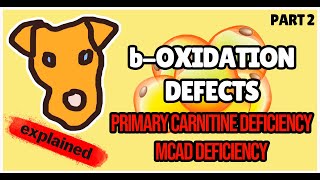 boxidation defects Primary Carnitine deficiency MCAD deficiency Biochemistry for Step 1 [upl. by Cavan]