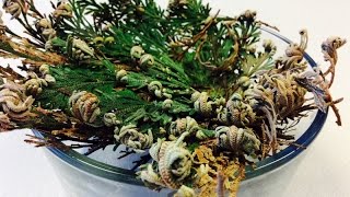 Selaginella Lepidophylla Resurrection Plant TimeLapse Video [upl. by Rico]