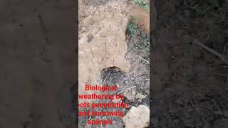 Biological weathering by roots penetration and burrowing animals weathering [upl. by Bonns350]