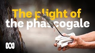 The plight of the phascogale [upl. by Novets889]