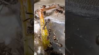 Feeding My Ants A GRASSHOPPER “LEG” [upl. by Elay65]