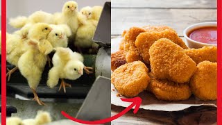 La sorprendente verdad detrás de la fabricación de los nuggets [upl. by Keen190]