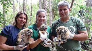 Filhotes Tigre Siberiano  Zooparque Itatiba [upl. by Llemar]