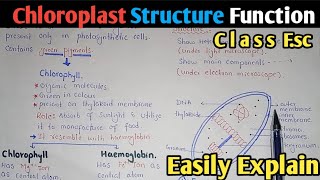 Chloroplast Structure And Functions  Stroma  Class 11 Biology [upl. by Timofei]