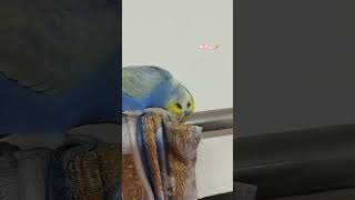 birds bajrigarbirds rainbowbird rainbird shorts reels cuteanimals [upl. by Oicnedurp]