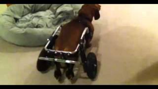 Dachshund Dog Wheelchair Donner gets his new wheels [upl. by Neret]