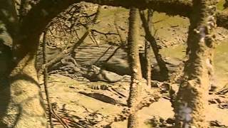 Ray Mears Extreme Survival S01E06  Arnhem Land [upl. by Eicak949]