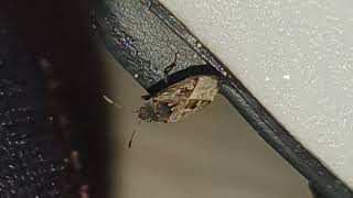 DirtColored Seed Bug Climbs On Shoe [upl. by Corbet413]