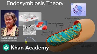 Endosymbiosis theory  Cell structure and function  AP Biology  Khan Academy [upl. by Rizan476]