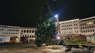 Nach Transportproblemen Weihnachtsbaum erreicht endlich Kassel 13112024 [upl. by Leibman]