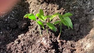 Separating Polyembryonic Mango Seeds to get Mango Tree True to Mother [upl. by Enelloc]