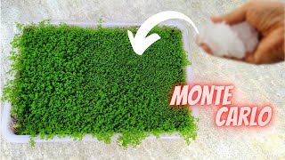 How to grow Monte Carlo Emersed step by step  Micranthemum tweediei farming  Aquatic plant farm [upl. by Nortad826]