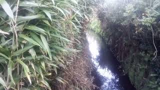 Bamboo and stream alleyway Portreath Cornwall UK 26 October 2024 1814 [upl. by Corb116]