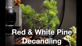 Candle Pruning my Bonsai Acre Red amp White Pines Daves Bonsai E418 [upl. by Aivatnwahs]