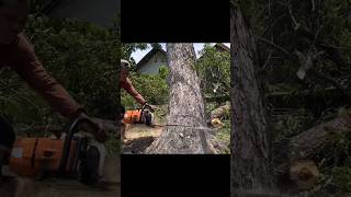 Stihl Ms 881 heavy duty chainsaw 😱 😱trending shortsfeed shorts viralshorts [upl. by Bertolde388]