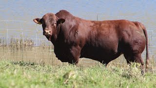 Grassfields Beef Droughtmaster Bulls Compilation  Auction 15 June 2022 [upl. by Hawger]