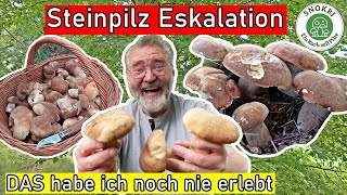 Steinpilze Eskalation  DAS habe ich noch nie erlebt  Die Sommersteinis sind wieder da [upl. by Winer874]